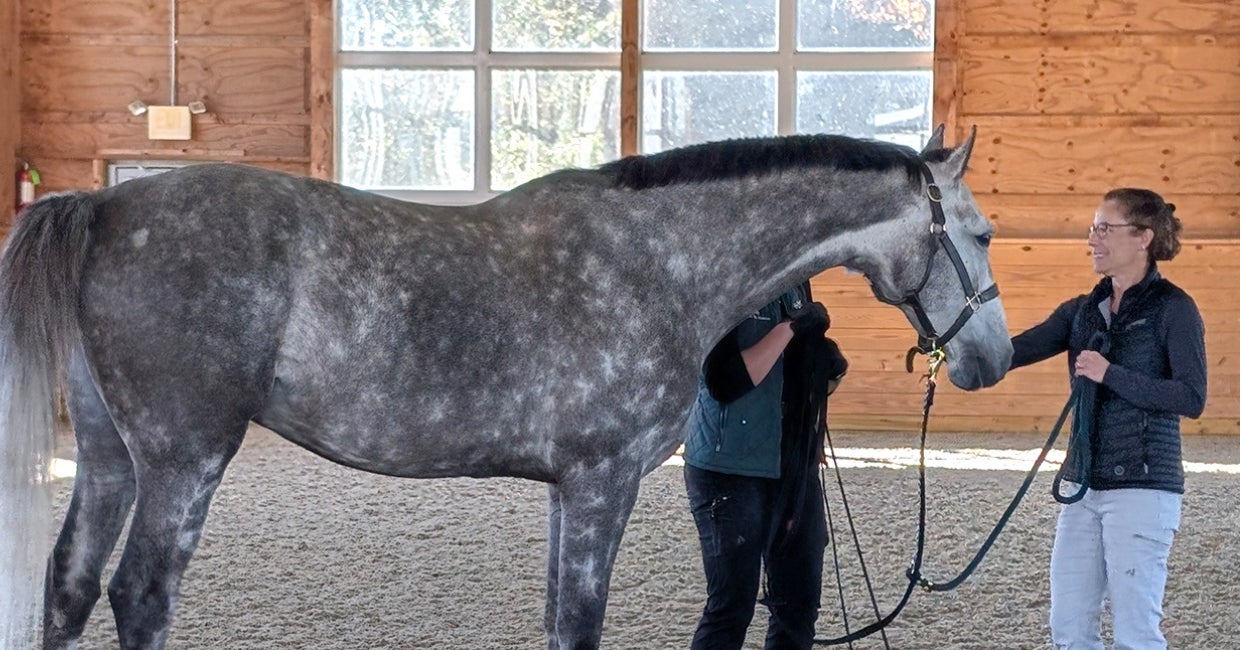 a person is petting a grey horse in an indoor arena