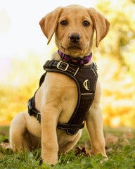 Rush, yellow lab