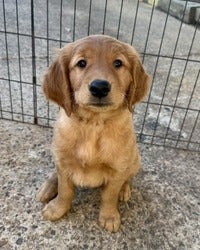 Rip, golden retriever