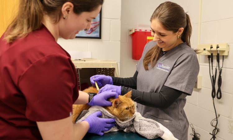 Veterinary students microchip an orange cat.