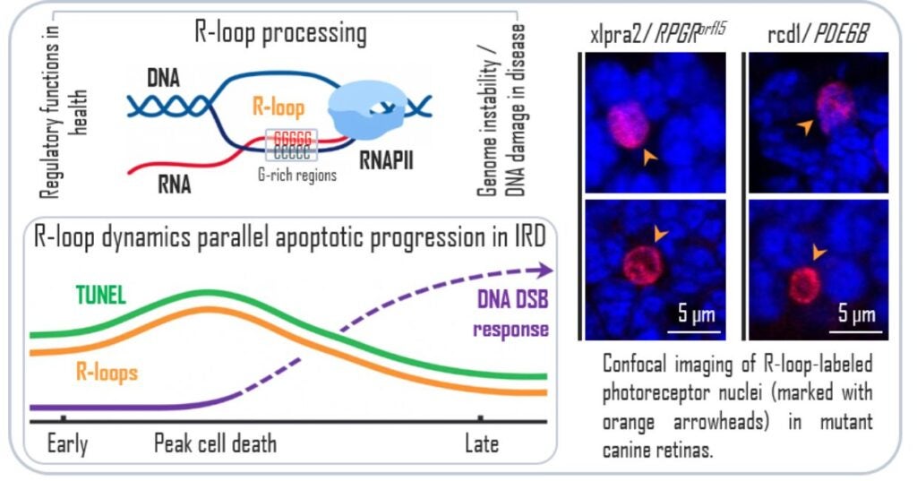 Diagram showing R-loop processing and R-loop dynamics parallel apoptotic progression in IRD.