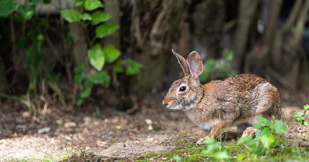 Photo of Eastern cottontail rabbit under some brush